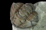 Wide Enrolled Flexicalymene Trilobite - Mt Orab, Ohio #137481-1